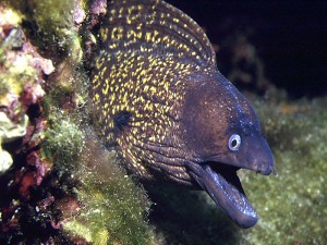 murena
